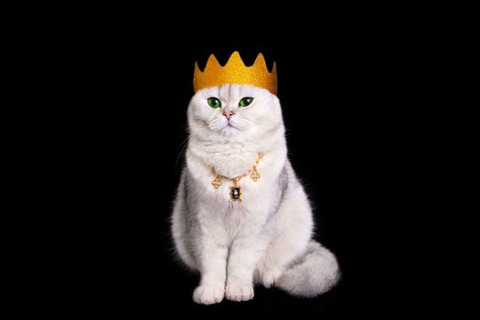 a luxaru white king cat in a golden crown and golden necklace, sits on an isolated black background, look at camera. Copy space