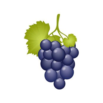 A bunch of juicy grapes with a leaf isolated on a white background. A grape berry on a branch, a vine. Vector cartoon drawing of dietary fruits and vegan food. Fruit store and wine making.