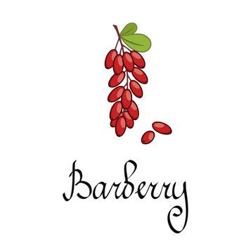 A branch of barberry. Forest berries and plants. The inscription barberry written by hand. Juicy red berry of the barberry for cooking with spices.