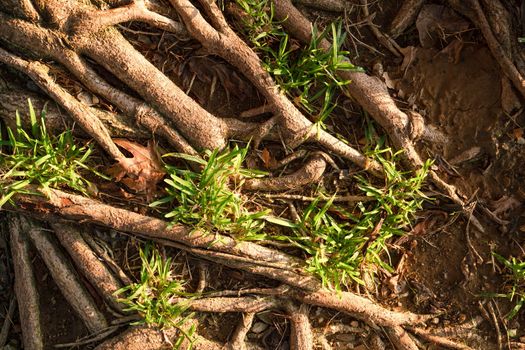 Textured background of brown exotic tree roots and green grass, top view