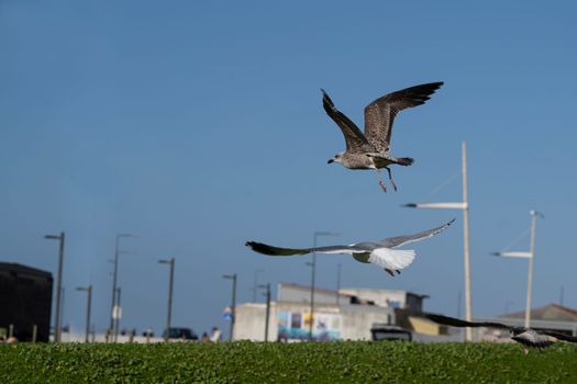 Seagulls landing landing on the grass.