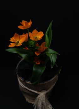 natural ornamental potted plant , isolated on black background copy-space