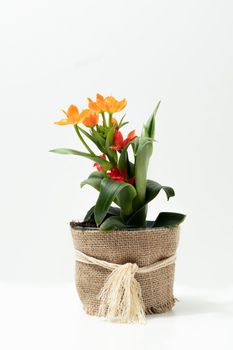 natural ornamental potted plant , isolated on white background copy-space