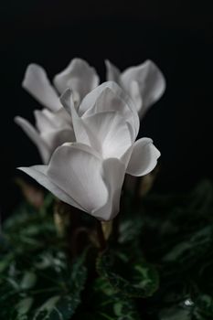 natural ornamental potted plant , isolated on black background copy-space