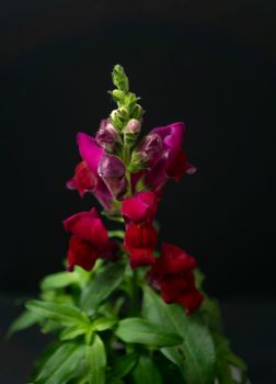 natural ornamental potted plant , isolated on black background copy-space