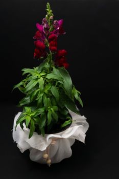 natural ornamental potted plant , isolated on black background copy-space