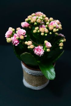 natural ornamental potted plant , isolated on black background copy-space