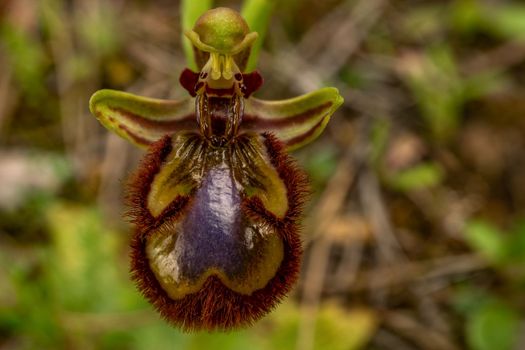 close-up of wild orchid Ophrys speculum out of focus, flower detail, macro photography