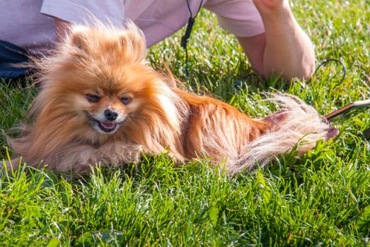 Cute Pomeranian dog chilling on green grass in the park.