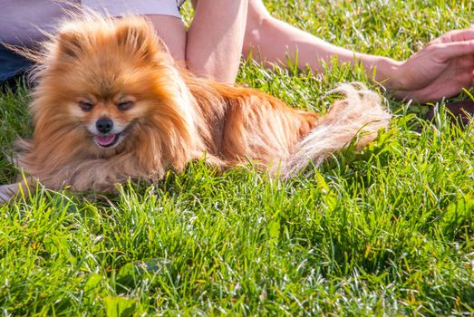 Cute Pomeranian dog chilling on green grass in the park.