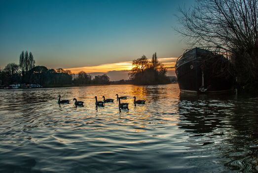 London, UK - Feb 22, 2019 : The swarm of ducks swims the kew bridge river at sunset.