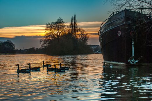 London, UK - Feb 22, 2019 : The swarm of ducks swims the kew bridge river at sunset.