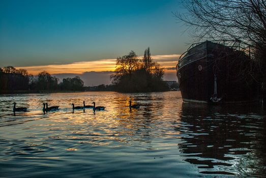 London, UK - Feb 22, 2019 : The swarm of ducks swims the kew bridge river at sunset.