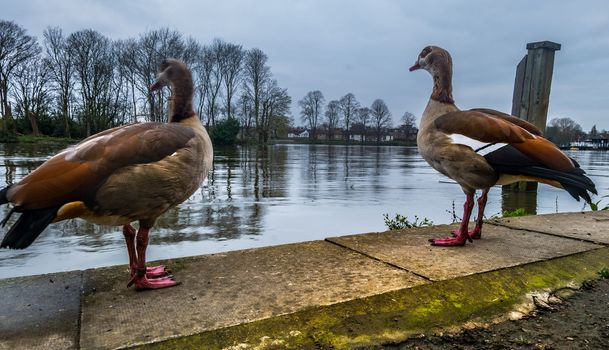 Two Greylag goose stands at the path of the River Thames Near the Kew Railway, Bridge