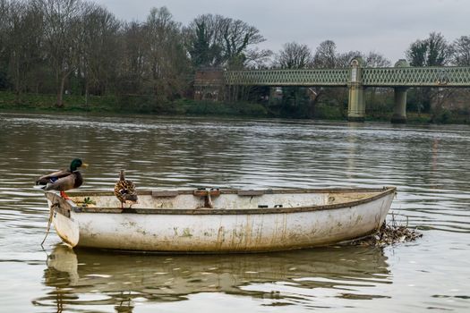 Two geese stand on a rowing boat parked in the waters of the Thames Near the Kew Railway, Bridge