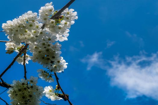 Spring flower backgrounds. small white cherry or plum blossom blurred Suitable for making background images