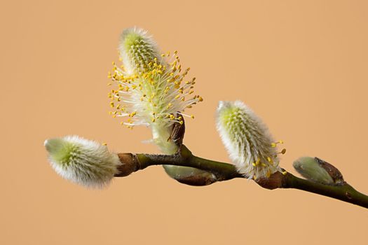 Fluffy yellow willow twigs above natural pastel background. Willow catkins close up. Spring concept.Space for text.