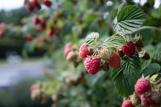 abundance of red ripe raspberries on the bushes in the garden, fresh organic berries with green leaves on the branches, Summer garden in the village, harvesting berries on the farm, High quality photo