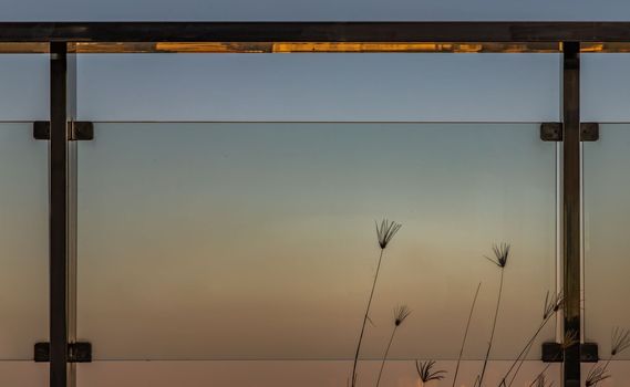 Pampas grass plumes grows on the floor outside of glass balcony with sky background. Space for text, No focus, specifically.