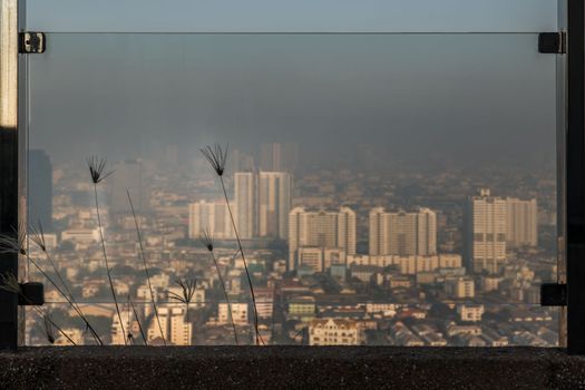 Pampas grass plumes grows on the floor outside of glass balcony with view city. Space for text, No focus, specifically.
