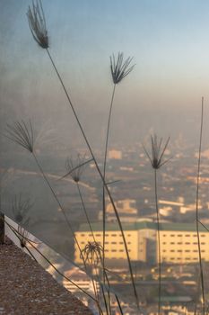 Pampas grass plumes grows on the floor outside of glass balcony with view city. Space for text, No focus, specifically.