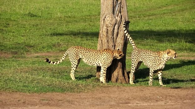 Cheetahs in the wild of Africa in search of prey