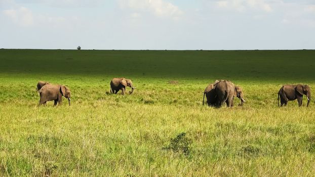 Wild elephants in the bushveld of Africa on a sunny day