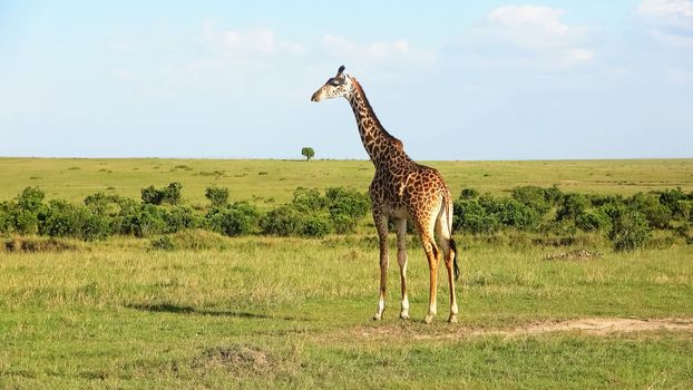 Beautiful giraffe in the wild nature of Africa