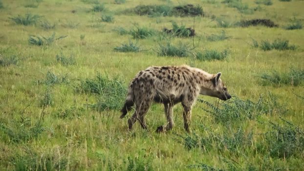 Wild hyenas in the savannah of Africa