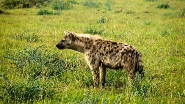 Wild hyenas in the savannah of Africa