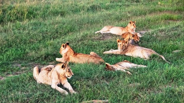 Impressive wild lions in the wilds of Africa in Masai Mara