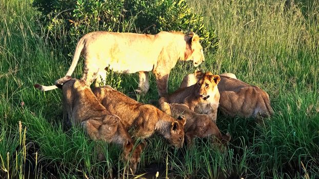 Impressive wild lions in the wilds of Africa in Masai Mara