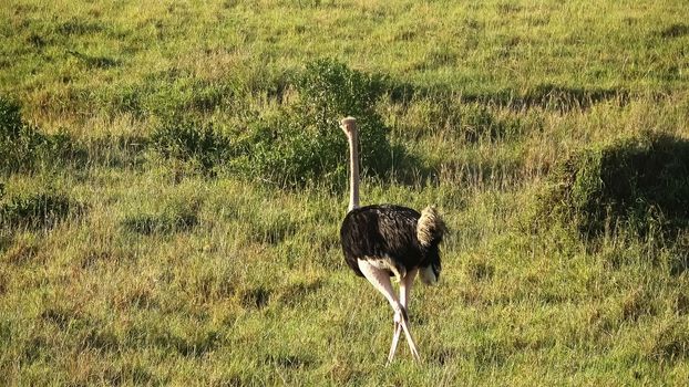 Wild bird ostrich in the savannah of Africa