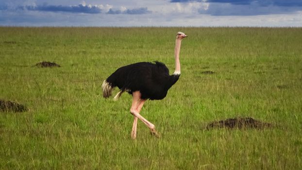 Wild bird ostrich in the savannah of Africa