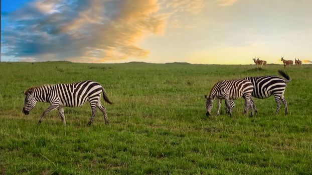 Wild Zebras in the Savannah of Africa 