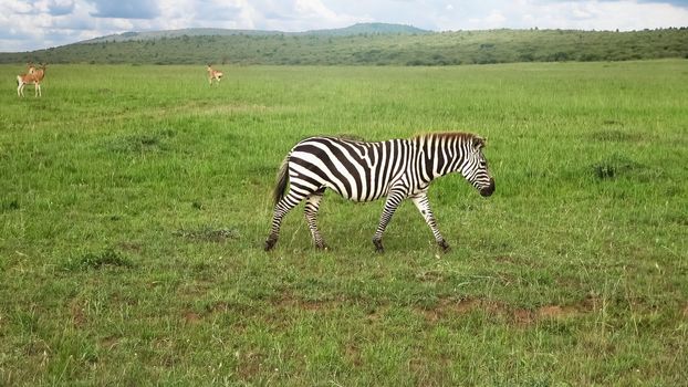 Wild Zebras in the Savannah of Africa 