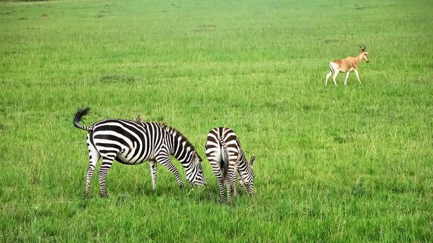 Wild Zebras in the Savannah of Africa 