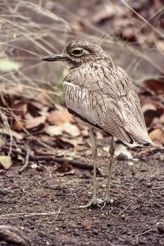 Water Dikkop (Burhinus vermiculatus), Kruger National Park, Mpumalanga, South Africa