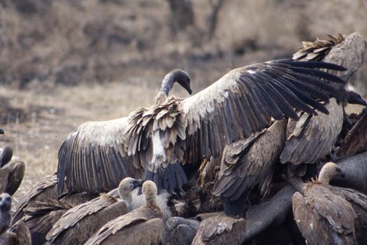 Whitebacked Vulture (Gyps africanus), Kruger National Park, Mpumalanga, South Africa