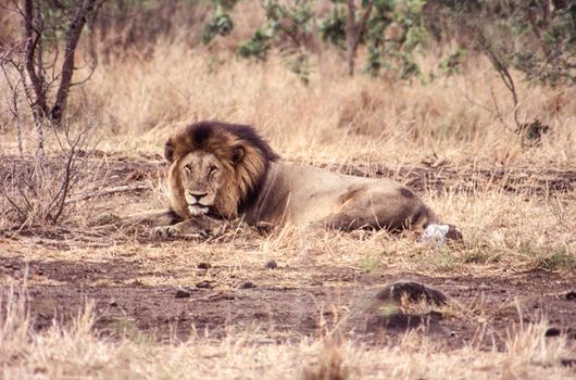 Lion (Panthera leo), Kruger National Park, Mpumalanga, South Africa