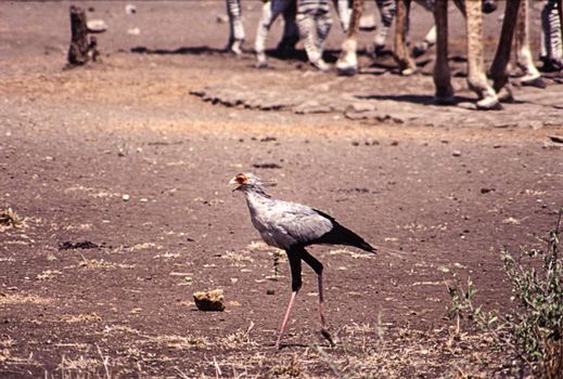 Secretarybird (Sagittarius serpentarius), Kruger National Park, Mpumalanga, South Africa