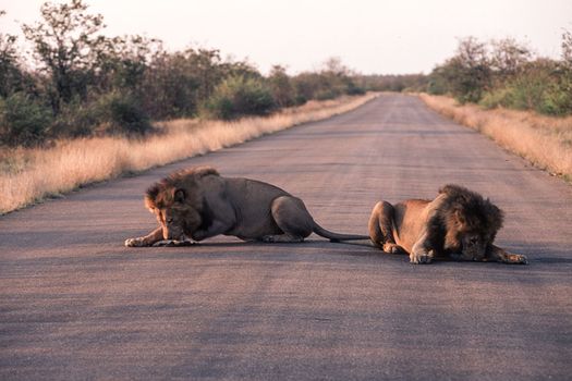 Lion (Panthera leo), Kruger National Park, Mpumalanga, South Africa