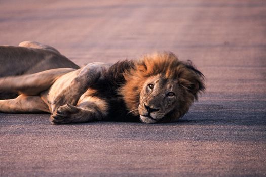 Lion (Panthera leo), Kruger National Park, Mpumalanga, South Africa