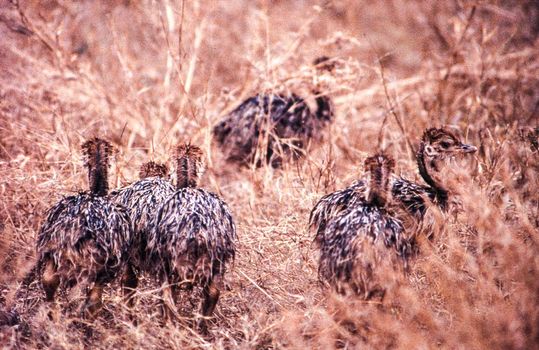 Ostrich (Struthio camelus), Kruger National Park, Mpumalanga, South Africa