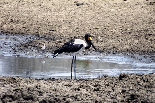 Saddlebilled Stork (Ephippiorhynchus senegalensis), Kruger National Park, Mpumalanga, South Africa