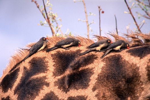 Redbilled Oxpecker (Buphagus erythrorhynchus), Kruger National Park, Mpumalanga, South Africa