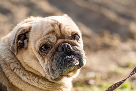 Brown dog of the breed mobs looking in to a camera. The sun shines on one side of the face.There is empty space