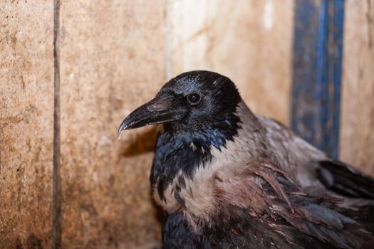 Closeup of a crow kept captive because of  injured wing