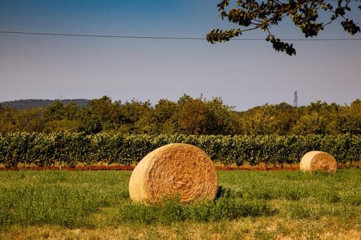 Straw bales on farmland, vineyard on background