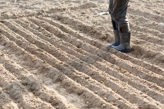 Boots on the end of land prepared for planting. On the ground made flower beds in which are planted seeds.